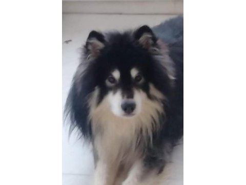 Alaska malamute 2 yaşındaki oğluma eş arıyorum
