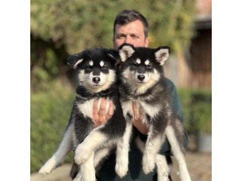 Safkan alaskan malamute yavrularımız