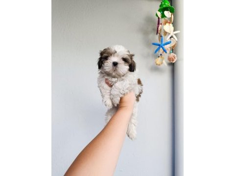 Güzeller güzeli shih tzu bebekler