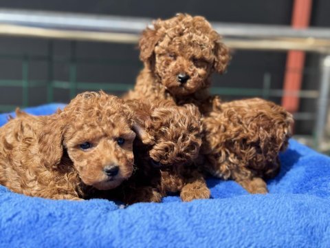 Ankaranın en seçkin redbrown kore toy poodle ları