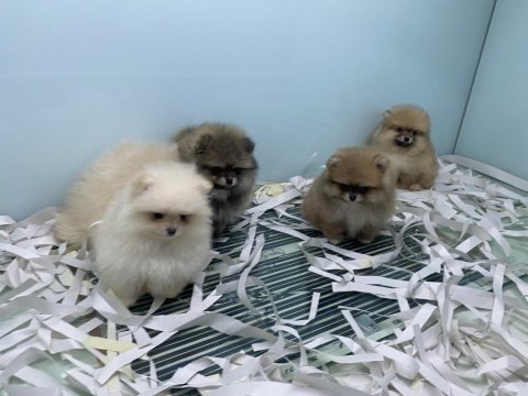 Ankaranın en seçkin kore pomeranin yavruları