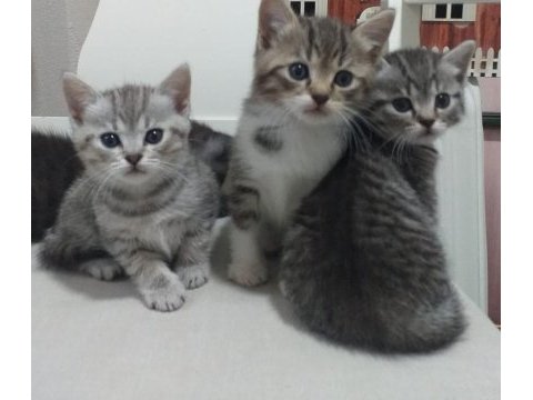 Sevimli safkan british longhair bebişlerim
