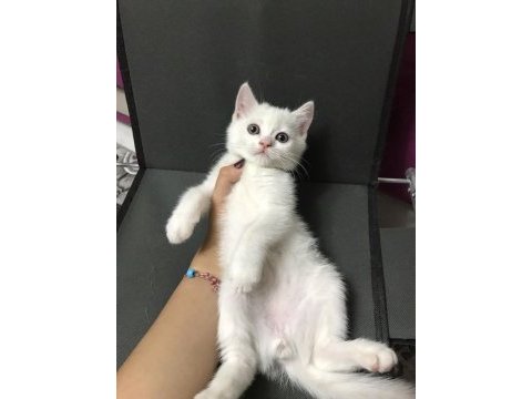 British yavru kedi