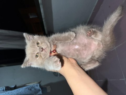 Yavru kardeşler british longhair