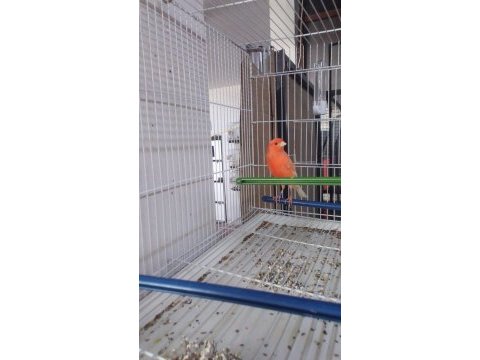 Sahibinden farklı ırklardan ötüm kanaryaları
