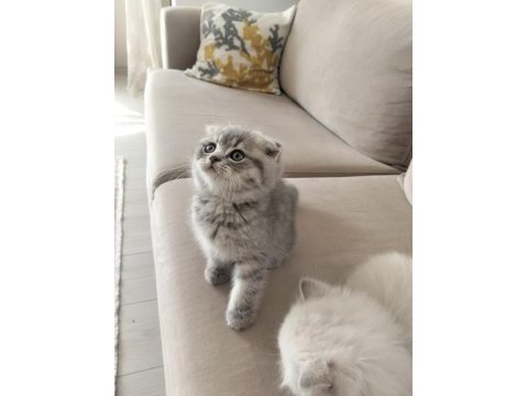 Scottish fold bebek kedimiz