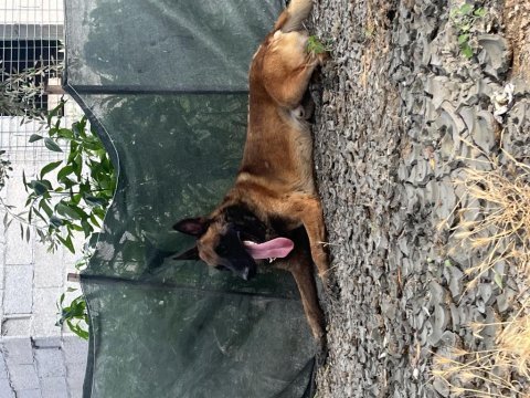 Belçika kurdu ırkının en güzel örneklerini sunuyoruz