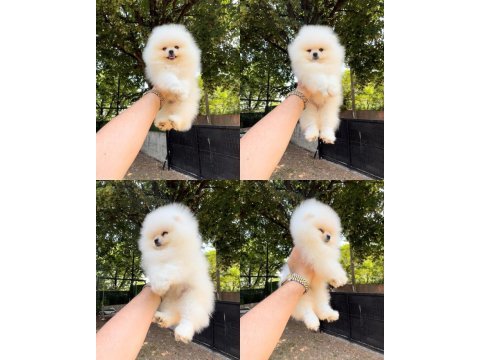 Pomeranian boo yavrular