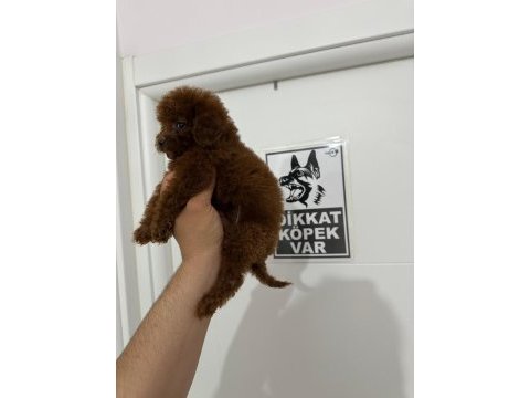 Poodle teacup