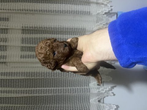Red brown toy poodle