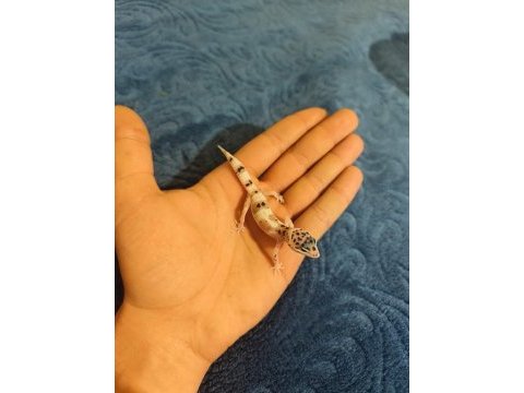 Yavru leopard geckolar