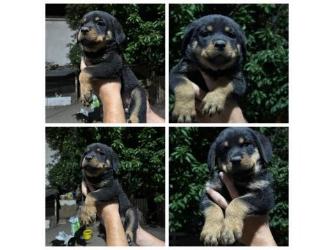 Minigimi sahiplendireceğim rottweiler