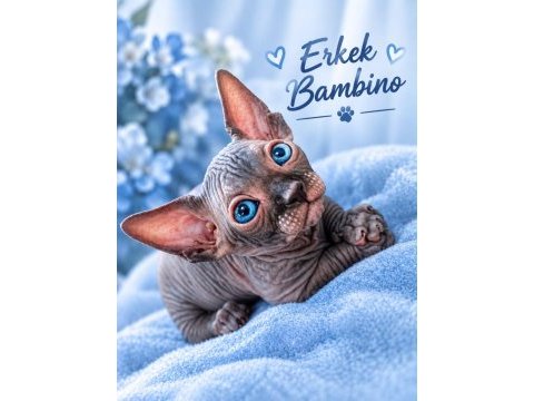 Dwelf, elf, bambino ve normal kanada sfenks yavrular