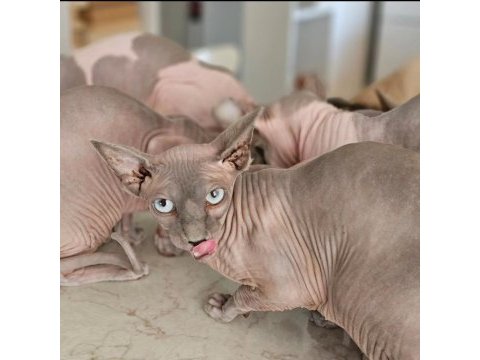 Safkan sphynx dişi ve erkek efsane kediler son 5 adet