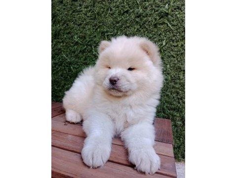 A kalite chow chow yavrularımız çin aslanı