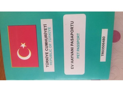 4 aylık aşıları tam çip takılı pasaportlu eğitimli poodle