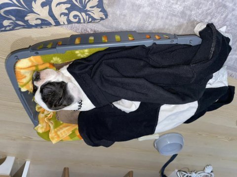 4 aylık french bulldog yavru sevgi dolu bir yuva arıyoruz