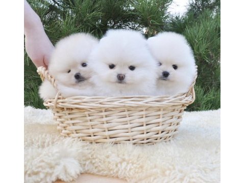 Boo pomeranian ayıcık surat yavrular 