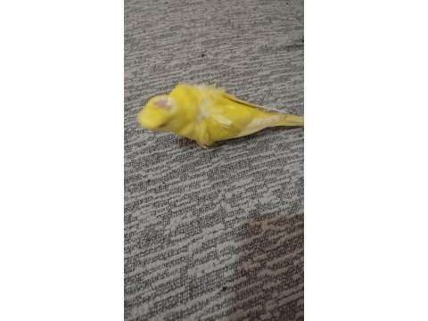 Kendi yavrumuz lacewing japones muhabbet kuşu