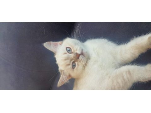 Scottish blue point cinsi 3 aylık dişi