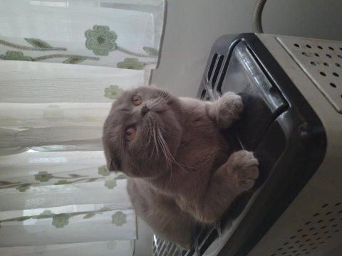 Safkan scottish fold orjinal