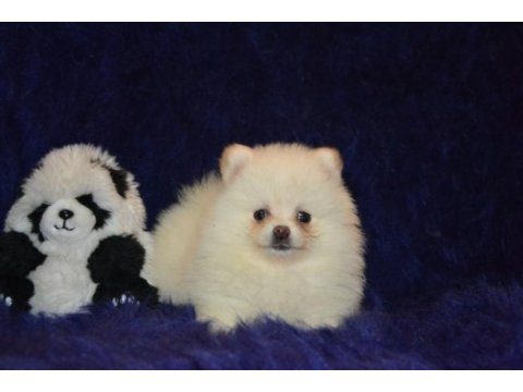 Pomeranian boo kızımız