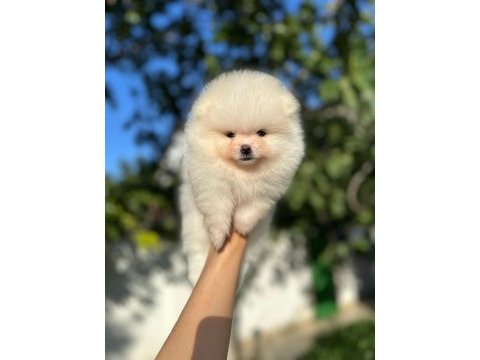 Erkek dişi pomeranian yavrularımız