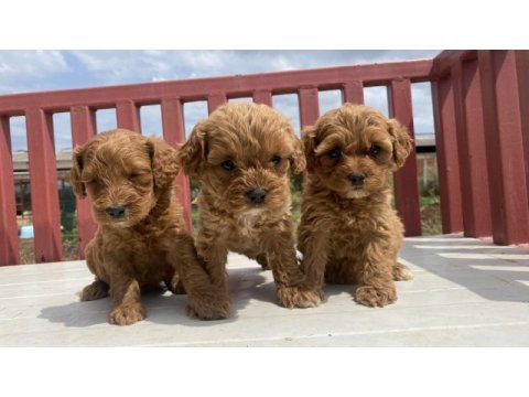 Muhteşem maltipoo