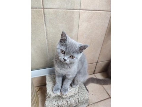 Scottish fold dişi ve british short hair erkek