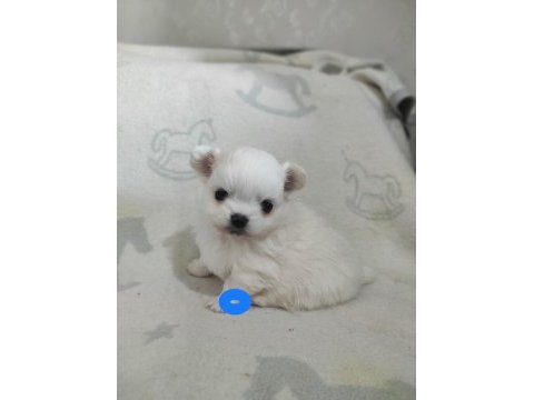 Çiftlik üretimi değil pomeranian bebeklerimiz yuva arıyor