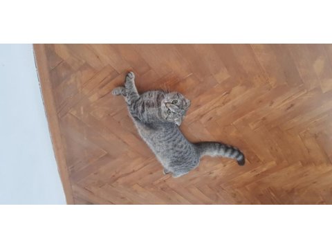 Güzel kızımızı vermek zorundayım scottish fold