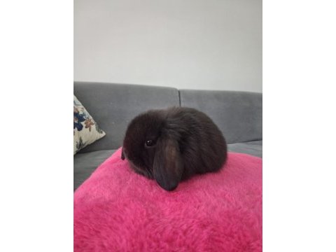 Mini lop tavşanı ithal orjinal