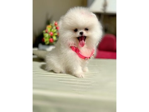 Kore kanlı mini boy dişi pomeranian ayıcık