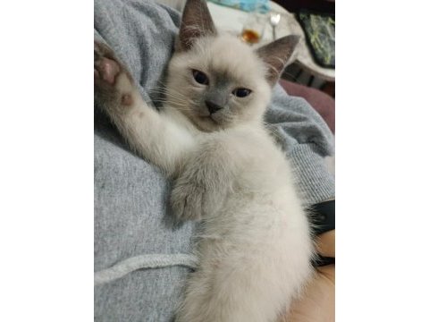 2 aylık british shorthair erkek bebekler