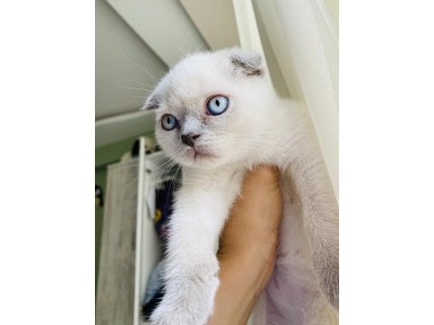Scottish blue point erkek
