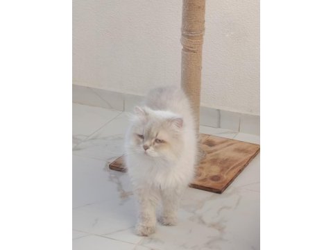 Eşleme/sahiplenme orijinal saf ırk bir baba kedimiz