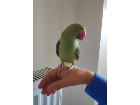 Erkek full evcil pakistan papağanı