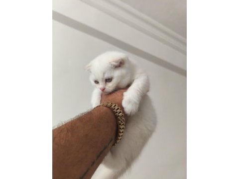 2 aylık kedilerimiz sahiplendirilecektir