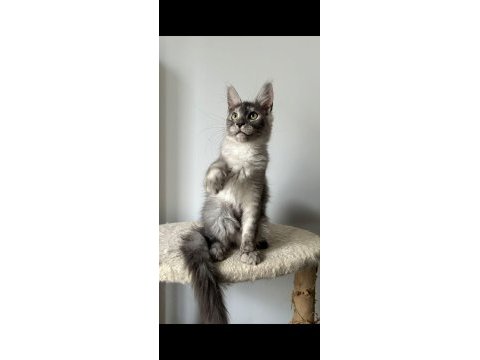 Black silver güzeli ıce maine coon