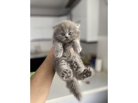 British shorthair ve longhair kediler