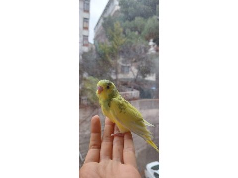 Öğretmenden evde beslenen yavru muhabbet kuşları