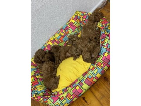 Teacup toy poodle