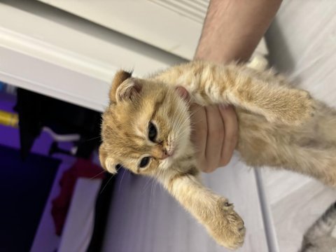 Turuncu scottish fold