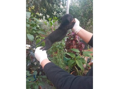 Safkan doberman köpeği yavrularımız