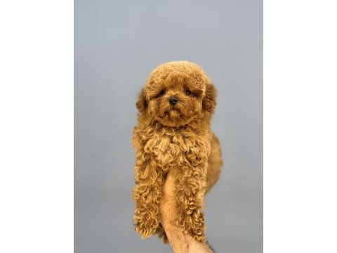 Kore bebek yüzlü mükemmel yapıda poodle oğlumuz