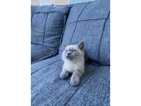 British shorthair blue point bebekler