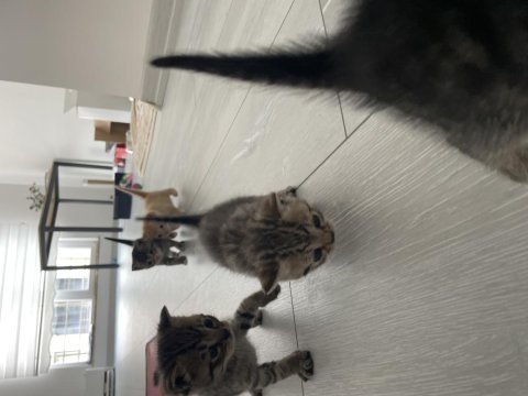 British shorthair annemizin yavruları oldu erkek-dişi