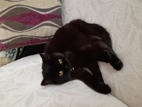 Ücretsiz sahiplendirilecek british shorthair