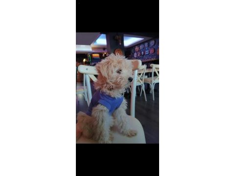 4 aylık maltipoo sahiplendirilecektir