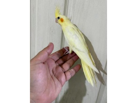 47 günlük kusursuz lutino bebek sultan papağanı